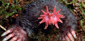 Interessante Fakten über das Leben der Mole des Sternenträgers (Sternflügel)