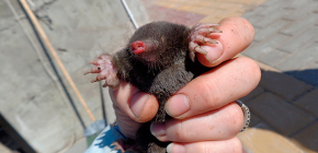 How to reliably get rid of moles in a summer cottage or garden