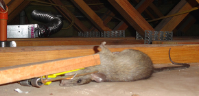 The best types of rat traps for rodent control