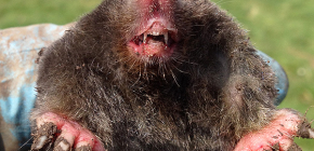 Overview of the most effective traps for moles