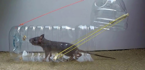 8 effective do-it-yourself rat traps