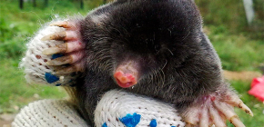 Onko mooli todella sokea eikä näe mitään?