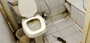 איך לתפוס חולדה בבית: הדרכים היעילות ביותר