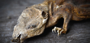 Mengenai racun mummifying untuk tikus dan tikus dan nuansa kerja dana ini