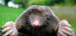 Hebben mollen ogen en hebben deze dieren ondergronds zicht nodig?