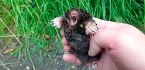 Middelen voor het bestrijden van moedervlekken in het zomerhuisje en de tuin