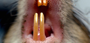 Por que ratos atacam seres humanos e como esses ataques podem ser perigosos?