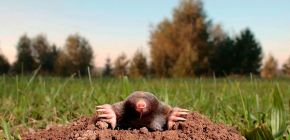 Ano ang natatakot ng mga moles: mga pamamaraan ng pag-repelling sa kanila ng karbohidrat, usok at iba pang paraan