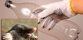 Comment faire un mole trap à partir de bouteilles en plastique avec vos propres mains