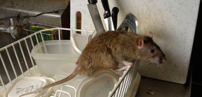 Choisir un répulsif électronique de rats et de souris efficace