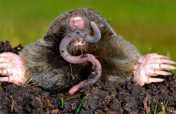 Tout le monde ne sait pas vraiment ce que mangent les taupes, parfois même en pensant que ces animaux mangent des pommes de terre et des carottes dans les jardins ...