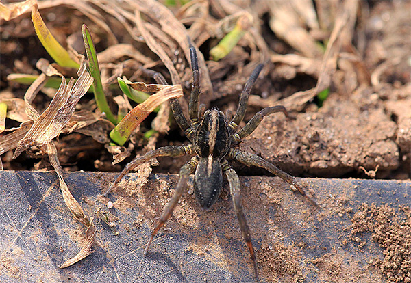 Les araignées, même les plus grosses et toxiques, peuvent devenir un aliment pour les taupes.