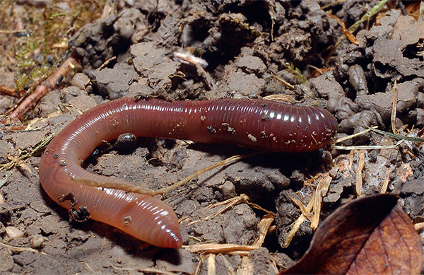 Si vous coupez le ver de terre en deux, seule la partie avant survivra, car elle est seule capable de se régénérer.