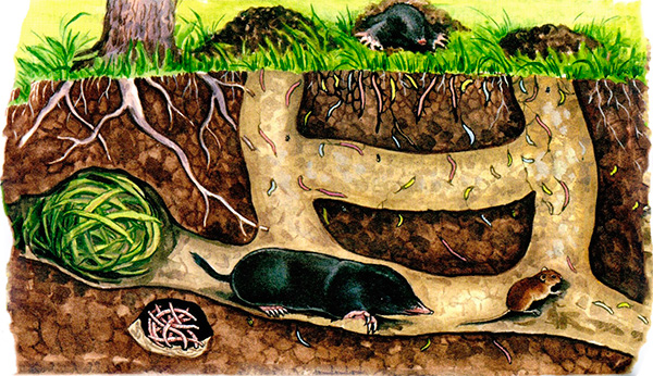 La photo montre la structure des passages souterrains de taupes.