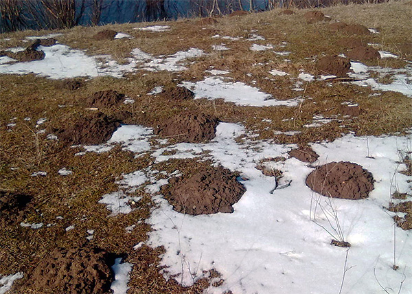 Malgré l’hiver, la taupe doit manger constamment, sinon elle mourra.