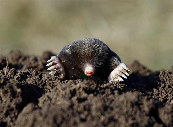 En une seule séance, la taupe peut manger à peu près autant qu’elle pèse.