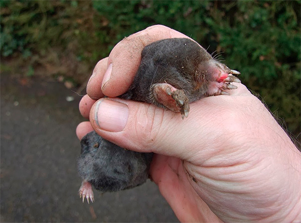Les petits mammifères en termes relatifs (par unité de masse) doivent manger plus de nourriture que les gros.