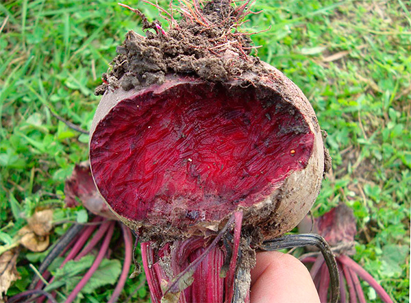 Lorsque les jardiniers près des passages pour les taupes trouvent des légumes endommagés dans les parterres, les taupes sont souvent blâmées pour ces dommages.
