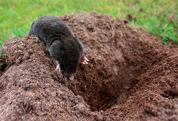 Dans un jardin ou un chalet d’été, les taupes peuvent non seulement nuire, mais aussi apporter certains avantages.