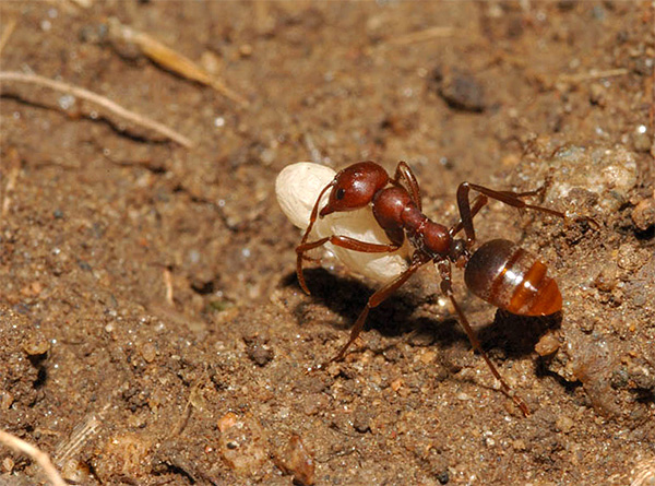 Les taupes n'hésitent pas à manger et les fourmis, qui rampent souvent dans les passages souterrains.