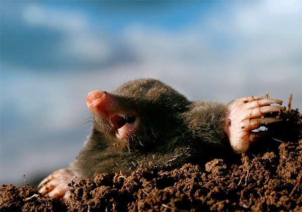 De manière générale, les taupes ne se nourrissent pas uniquement d'insectes, mais peuvent également attaquer les petits mammifères si elles se heurtent à des passages souterrains.