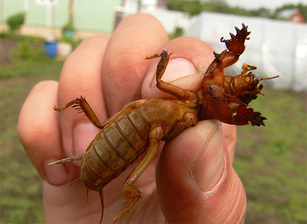 Les ours sont de gros insectes nutritifs et les taupes les détruisent activement, ce qui apporte même certains avantages sur le site.