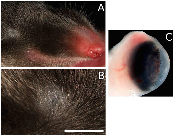 Il ressemble à l'oeil de la taupe ibérique