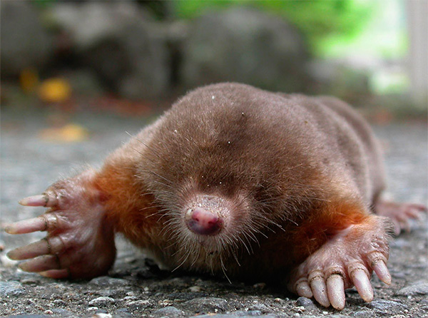 Et cette photo montre un mohair japonais