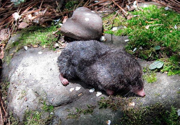 Taupe chinoise taupe