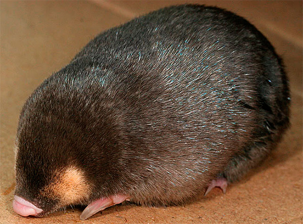 Photo d'une Cape Goldilocks