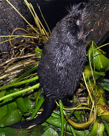 Et voici à quoi ressemble une musaraigne - ses yeux sont généralement plus développés que les taupes.