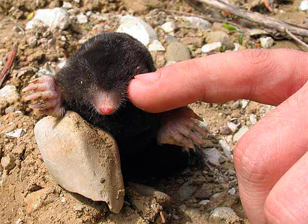 En fait, les taupes ont des yeux et sont à peu près les mêmes que les autres mammifères.
