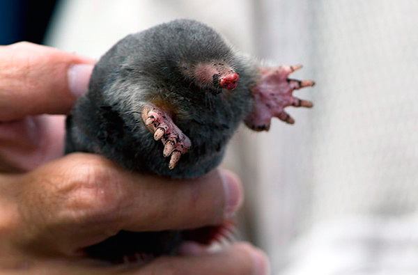 Sur cette photo, vous pouvez voir le petit œil d'une taupe.