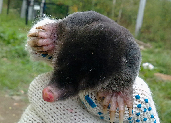 Avec un examen peu minutieux des yeux de l'animal, il est facile de ne rien remarquer du tout ...