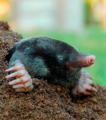 Un autre exemple de photographie, où il est clairement visible que les taupes ont encore des yeux.