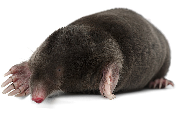 Taupe européenne (Talpa europaea)