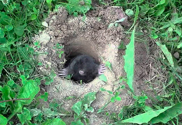 Malgré la prédominance de l'habitation souterraine, les yeux des taupes sont encore parfois utiles.