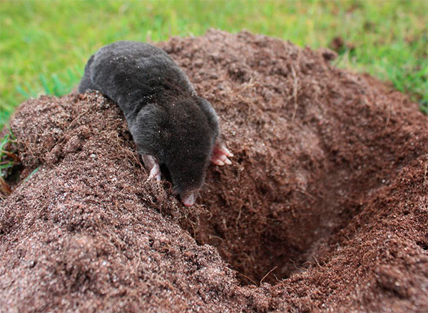 Avec l'aide des yeux, la taupe peut facilement comprendre où il fait jour et où il fait noir.
