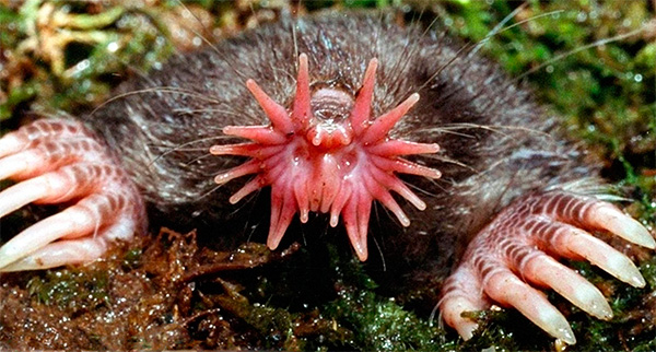 La taupe de l'étoile de mer (latin Condylura cristata)