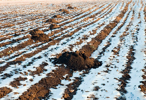 Les taupes hibernent-elles en hiver et comment passent-elles l'hiver?