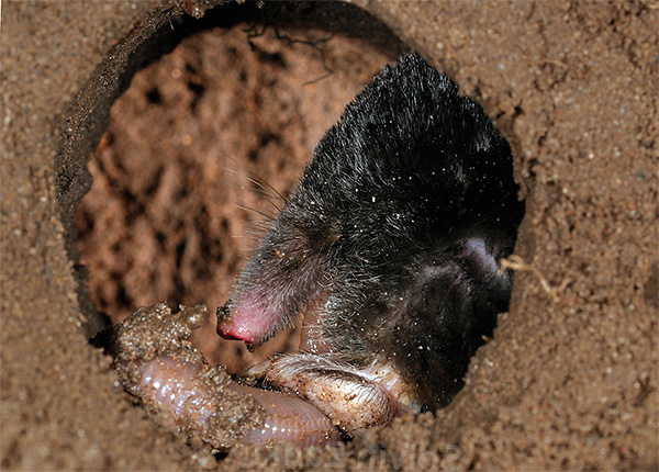 En hiver, la taupe se nourrit principalement de vers de terre stockés dans des passages souterrains et des entrepôts en été, ainsi que de ceux trouvés lors de la pose de nouveaux passages dans le sol.