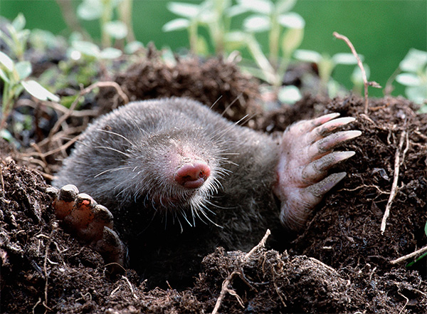 Les taupes dorment dans leurs passages souterrains plusieurs fois par jour, mais pas pour longtemps, car elles ont besoin de manger souvent.