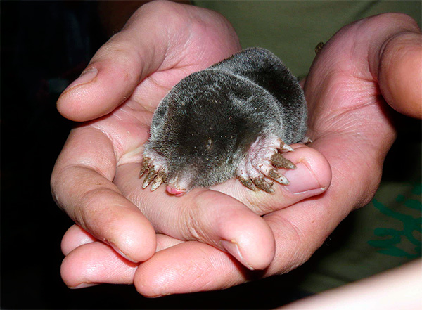 Connaissant les caractéristiques de l'hivernage des taupes, vous pouvez protéger plus efficacement votre jardin ou votre chalet d'été contre leurs activités néfastes.