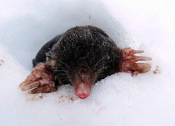De manière générale, les taupes glissent rarement sous la neige, car il y a moins de nourriture et un risque plus élevé d'être mangé par d'autres prédateurs.