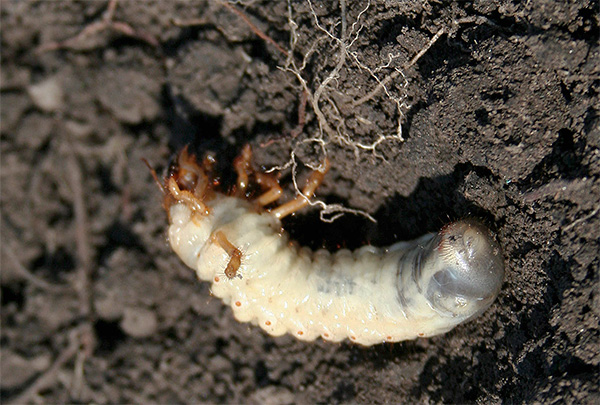 Dans les feuilles tombées et peu profondes dans le sol, vous pouvez trouver de nombreux insectes hivernants et leurs larves.