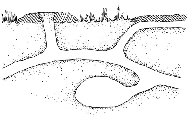 La photo montre schématiquement les passages souterrains de la taupe, ainsi qu'une sorte de chambre de relaxation.