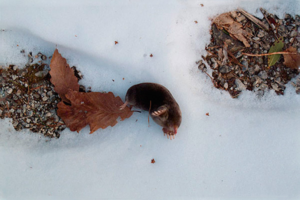 En raison du manque de nourriture en hiver, les taupes meurent parfois en masse ...