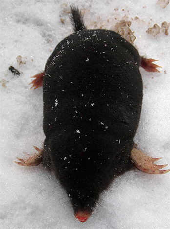Taupe morte dans la neige