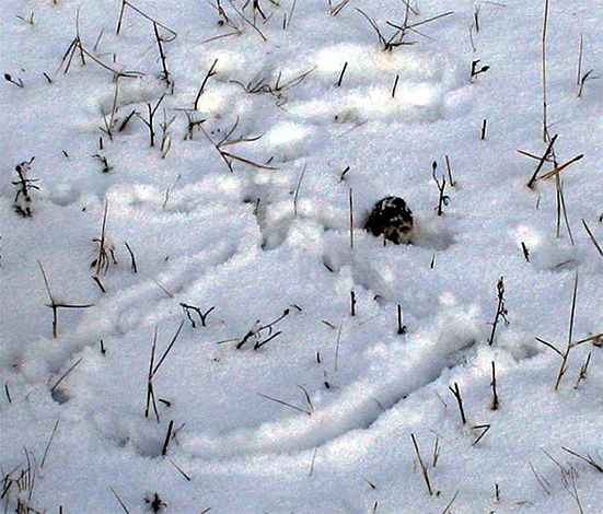 Afin de ne pas mourir de faim, les taupes sont obligées d'étendre périodiquement la zone de recherche de nourriture en hiver, en creusant de nouveaux passages à la fois sous terre et sous la neige.