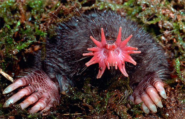 Nous nous familiarisons avec des animaux intéressants et étonnants - des souffleurs de taupes ...